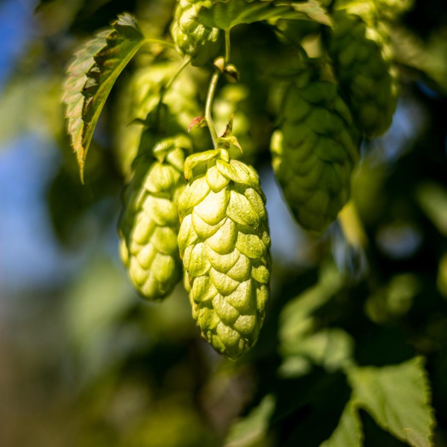 Naše zeleno zlato HOPS